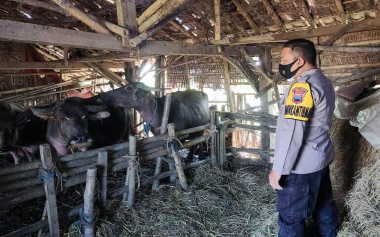 Polres Demak Kota Mulai Rutin Pantau Kandang Ternak Cegah PMK