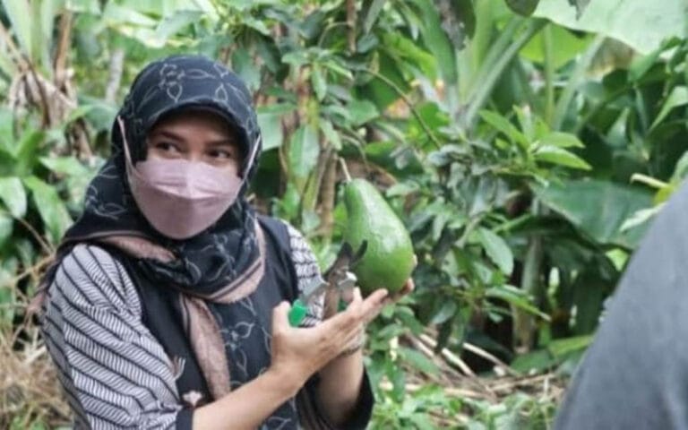 Buah Alpukat Kalibening Mulai Tembus Pasar Ekspor