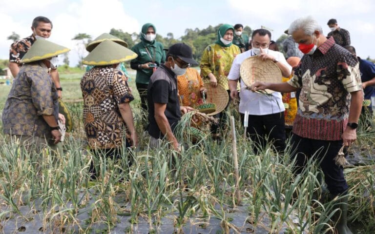 Pertanian Serap Tenaga Kerja Di Jateng Paling Banyak