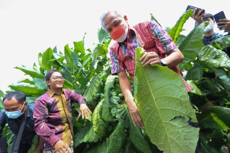 Temanggung Awali Panen Tembakau