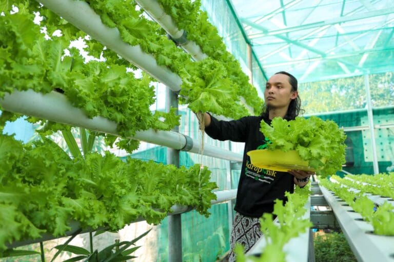 Lapak Ganjar Fasilitasi Kebangkitan UMKM Tanaman Hidroponik