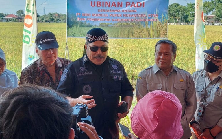 Pupuk Organik Produk SMPN Dari Limbah Jamu Tingkatkan Hasil Panen Padi
