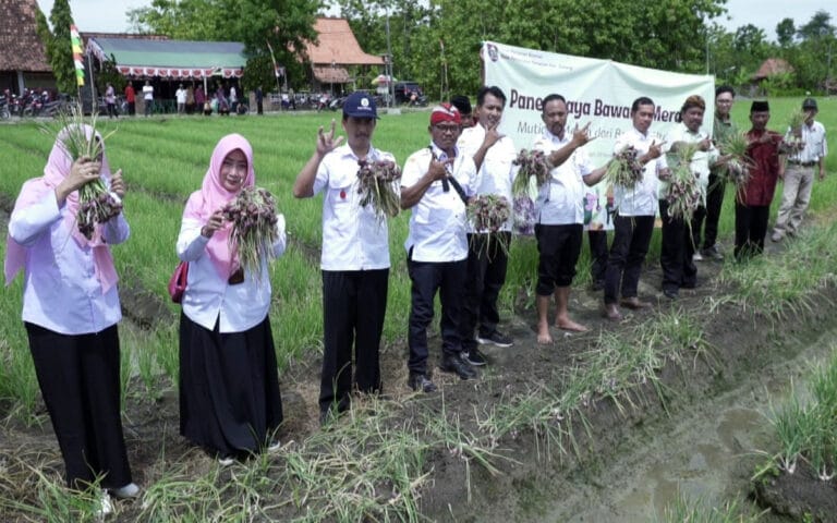Petani Boyolali Mulai Memasuki Masa Panen Bawang Merah