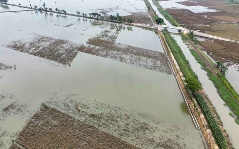 Pemprov Jateng Bantu Petani Yang Mengalami Gagal Panen Akibat Banjir