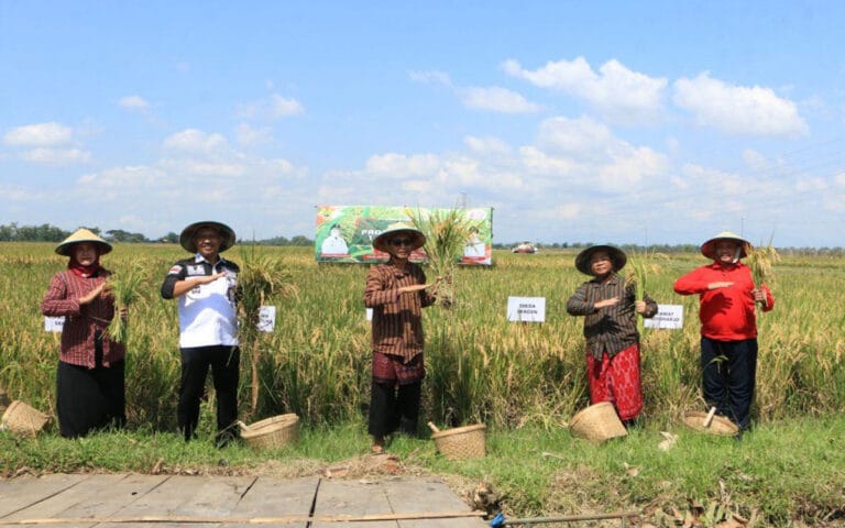 Sragen Dukung Panen Raya Padi Nusantara