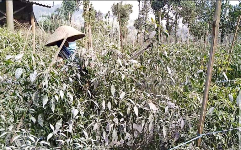 Atasi Lahan Terdampak Abu Vulkanik, Pemkab Magelang Sediakan 40 Alat Semprot