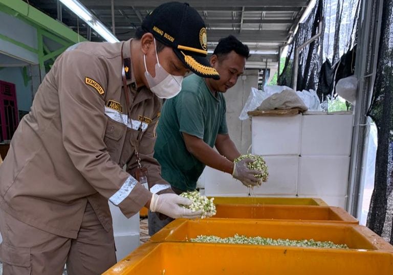 4 Negara Menjadi Langganan Ekspor Melati Asal Jateng