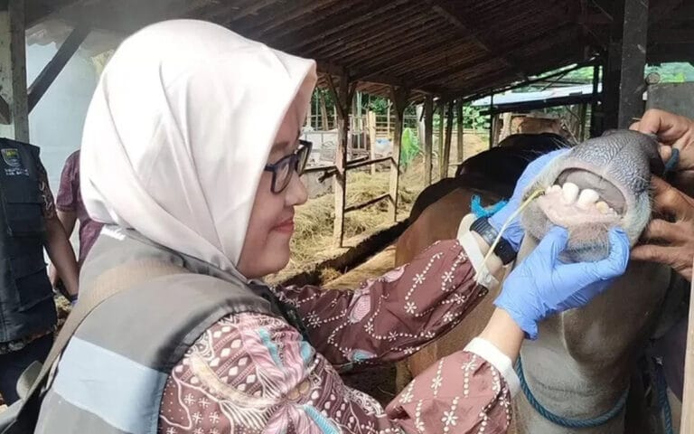 Jelang Idul Adha, Dislutkanak Batang Lakukan Pemeriksaan Ternak Sapi
