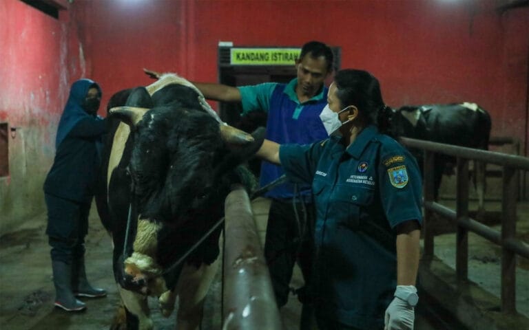 Akivitas Penyembelihan di RPH Salatiga Sudah Mulai Maksimal 