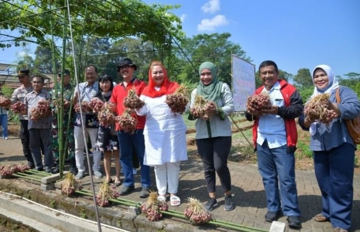 Ita Dorong Warga Jadi Pemasok Bawang Merah Bagi Kawasan Hinterland