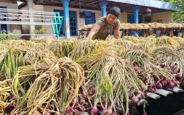Ikuti Saran Ganjar Pakai Pupuk Organik, Petani Bawang Brebes Kini Menuai Untung
