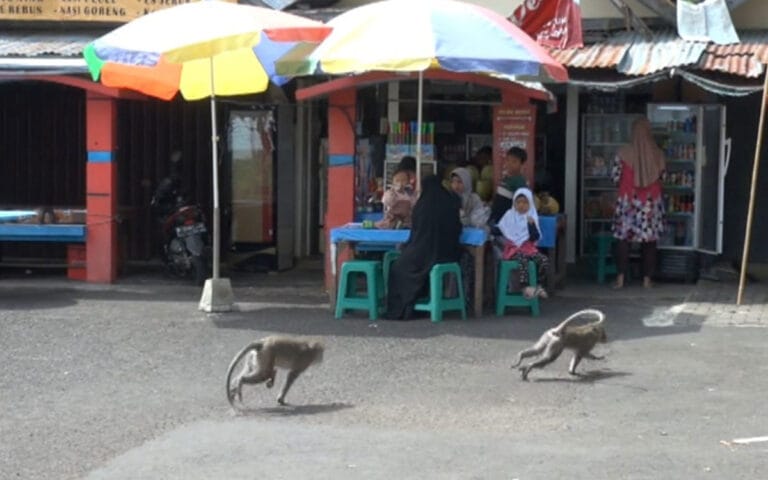 Populasi Monyet Bertambah, Di Guo Kreo Jarah Makanan Warga