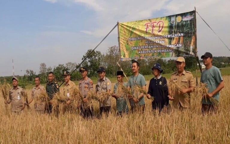 Sukses Petani Japerejo, Panen Padi Semi Organik di Musim Kemarau