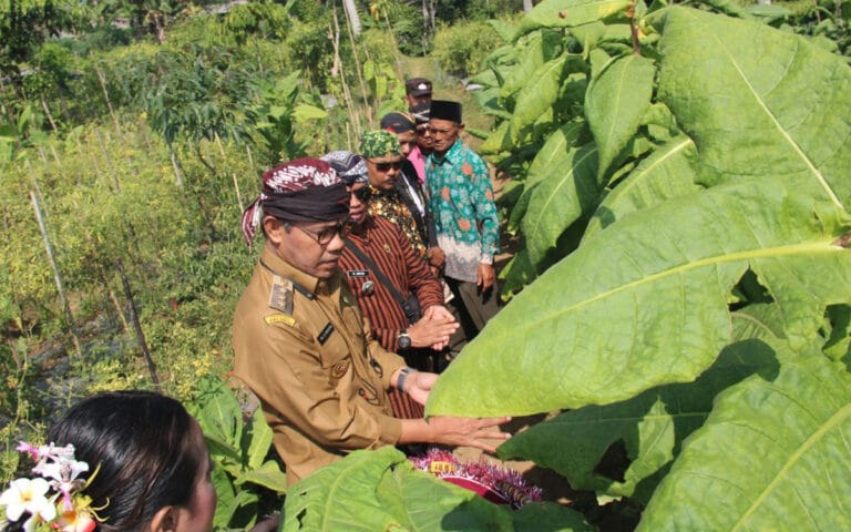 Petani Gunung Prau Temanggung Gelar Wiwit Panen Tembakau