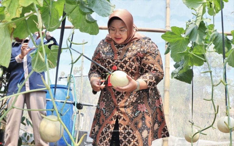 Yuni Panen Perdana Melon Sweet Series di Green House Kalijambe Binaan Baznas