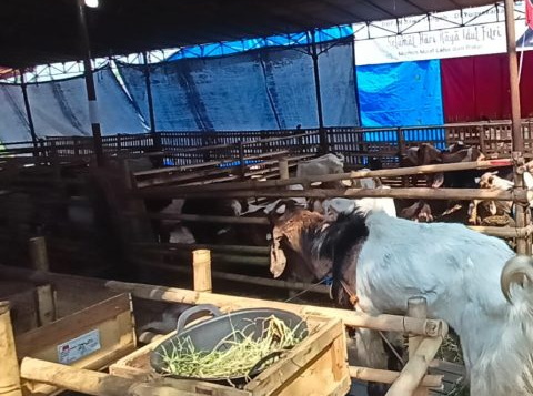 Petugas Gabungan Temukan Belasan Hewan Qurban Tidak Layak Jual di Kota Semarang