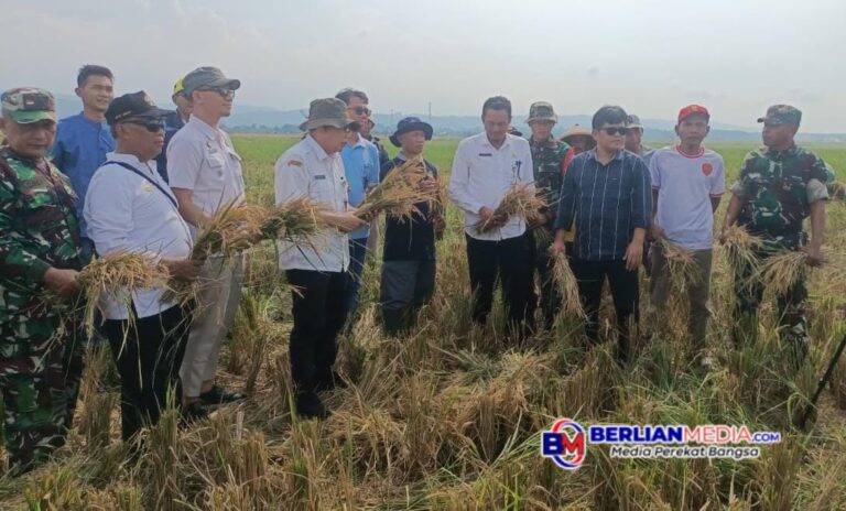 Babinsa Koramil 03/Gringsing Dampingi Serapan Gabah Petani Desa Kebondalem