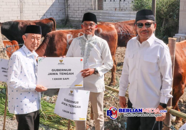 Ratusan Ekor Sapi Kurban Disembelih Baznas Jateng Dibikin Kornet