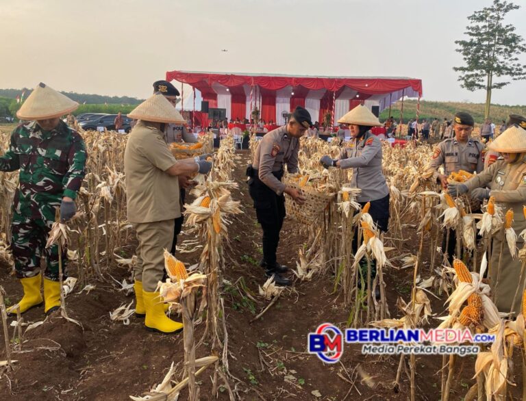 Sukseskan Ketahanan Pangan, Polres Semarang Gelar Panen Raya Jagung.