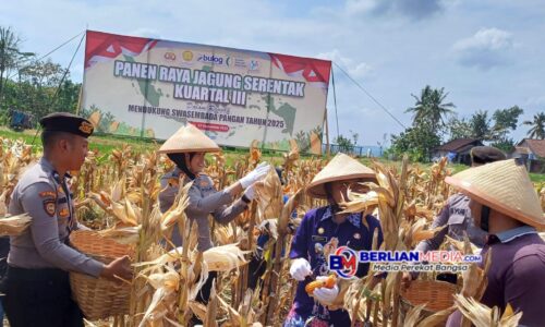 Di Kuartal III Polres Semarang Panen 1,2 Ton Jagung di Lahan Seluas Tiga Ribu Meter
