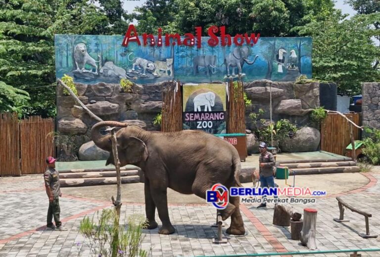 Semarang Zoo Patuhi Larangan Tunggang Gajah, Pilih Jalan Humanis demi Kesejahteraan Satwa