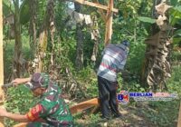 Semangat Gotong Royong, Babinsa Juwangi Bantu Warga Bangun Pondok Kebun