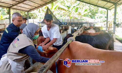 Hewan Kurban di Jateng Melimpah, Pengawasan Diperketat
