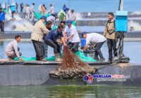 Presiden Panen Udang di Kebumen, Gubernur Luthfi: Perikanan Jateng Menjanjikan