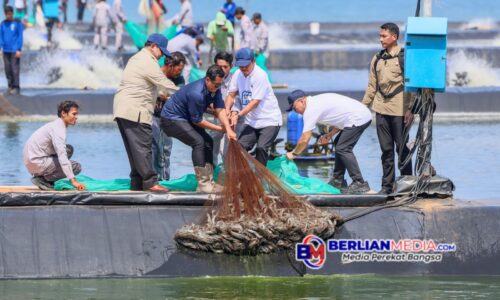 Presiden Panen Udang di Kebumen, Gubernur Luthfi: Perikanan Jateng Menjanjikan