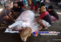 Antara Arisan Warga dan Dana Negara: Sahnya Qurban Ditinjau dari Dua Sisi